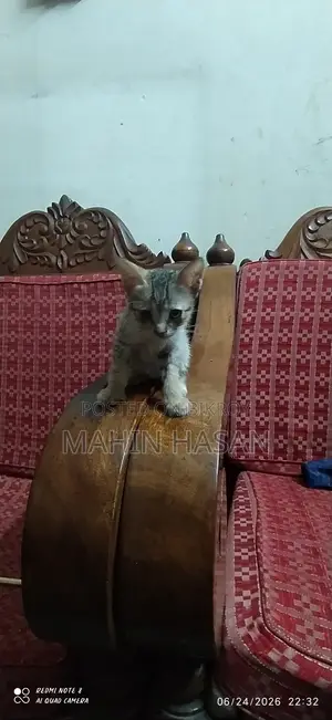 0-1 Month Female Mixed Breed Persian