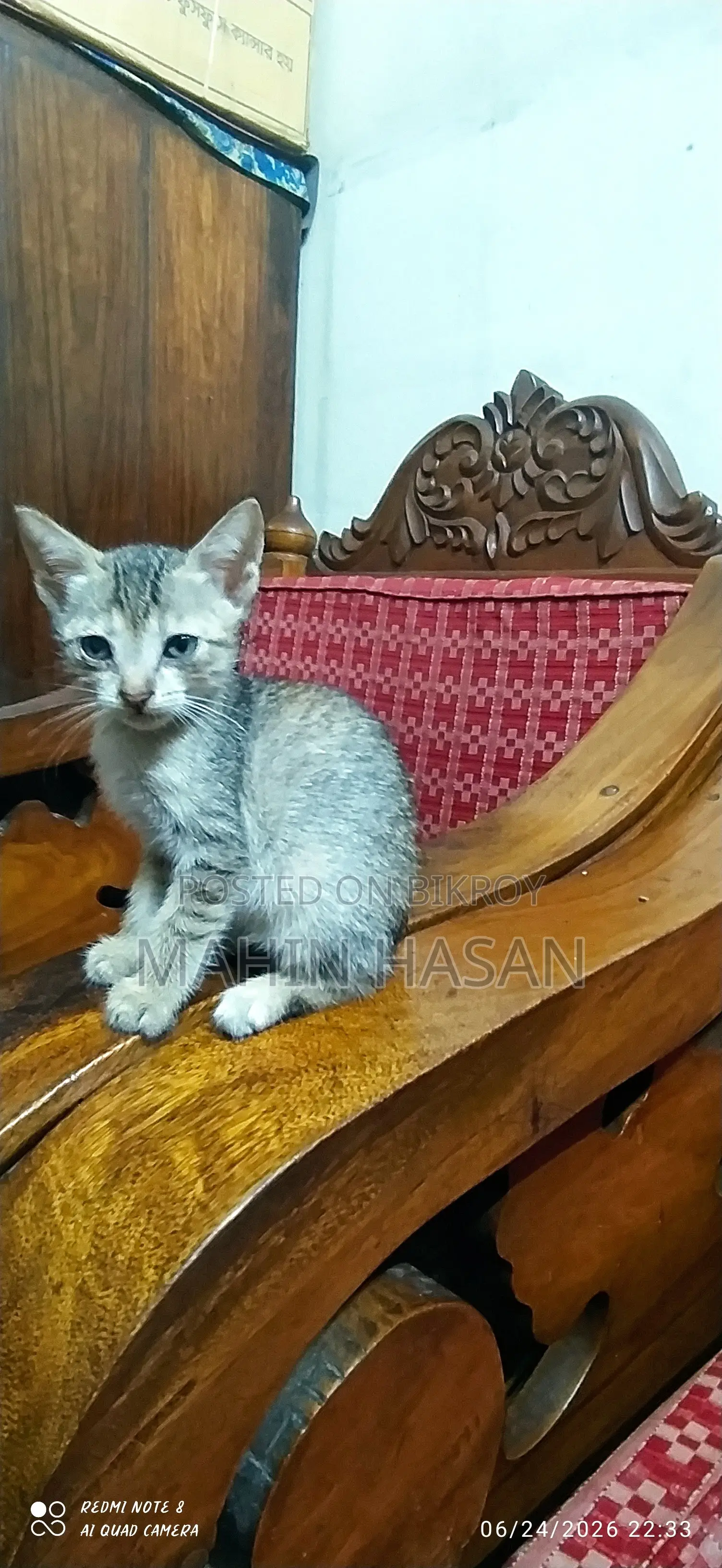 0-1 Month Female Mixed Breed Persian