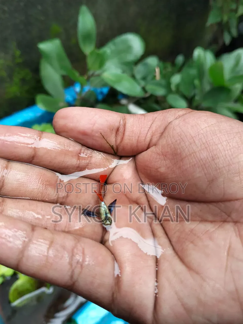 Red Tail Platinum Guppy 220 BDT