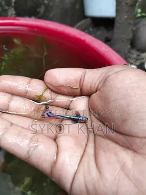 Purple Mosaic Guppy