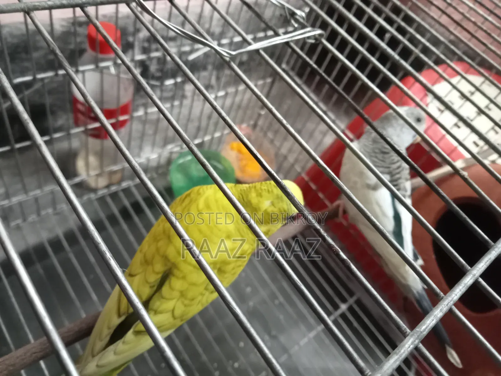 বাজরিগার পাখি ১জোড়া নর ও নারী এডাল্ট। Budgerigar Bird Sale