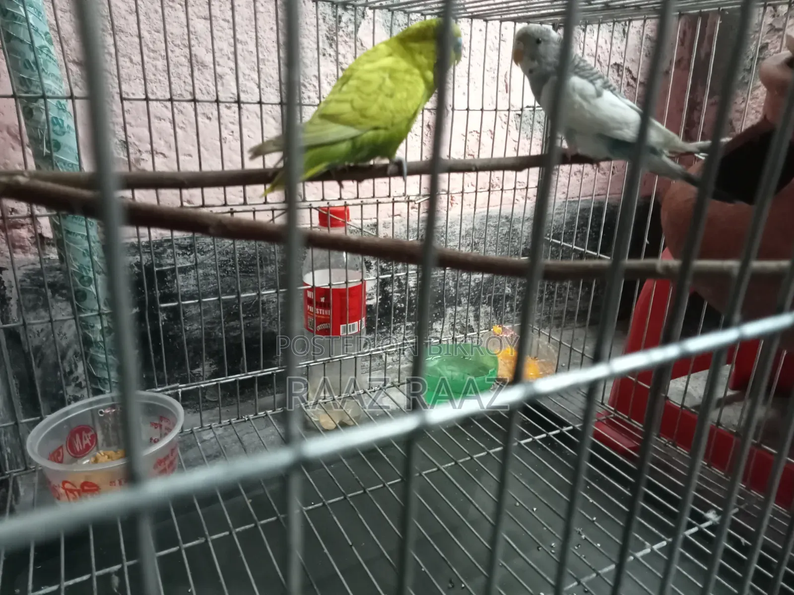বাজরিগার পাখি ১জোড়া নর ও নারী এডাল্ট। Budgerigar Bird Sale