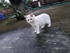 3-6 Months Male Purebred Persian