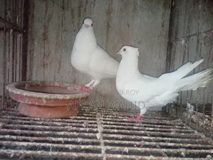 3 Pairs of Pigeons