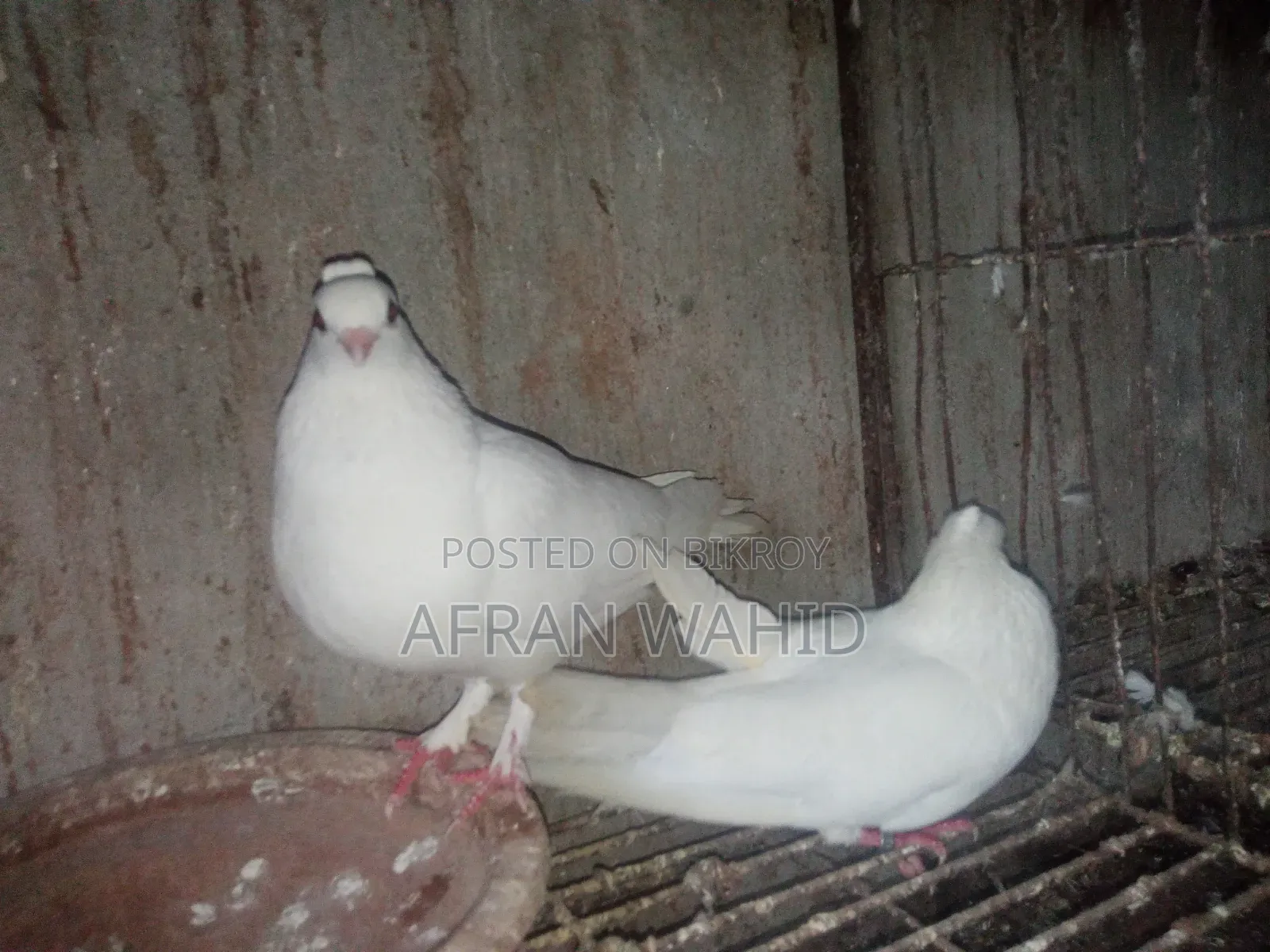 3 Pairs of Pigeons