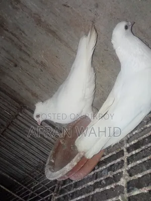 3 Pairs of Pigeons