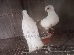 3 Pairs of Pigeons