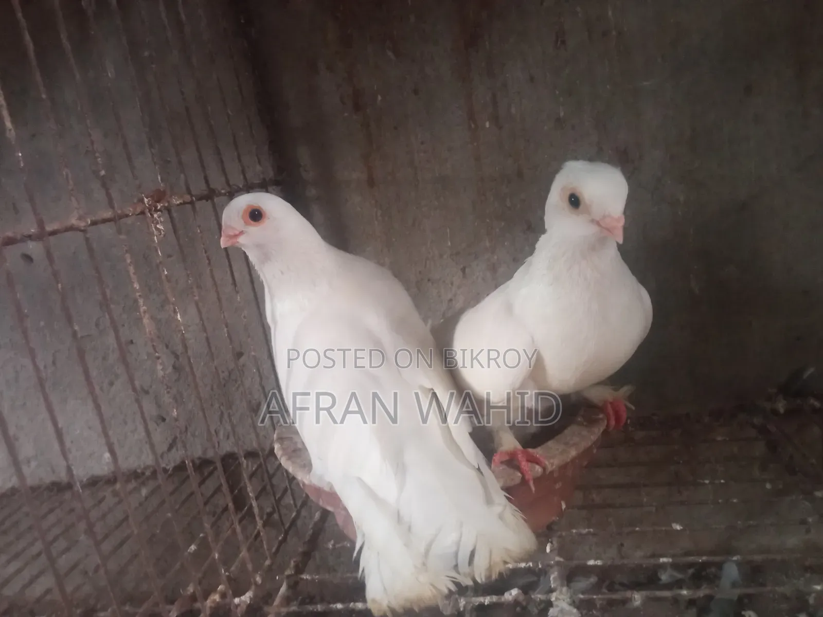 3 Pairs of Pigeons