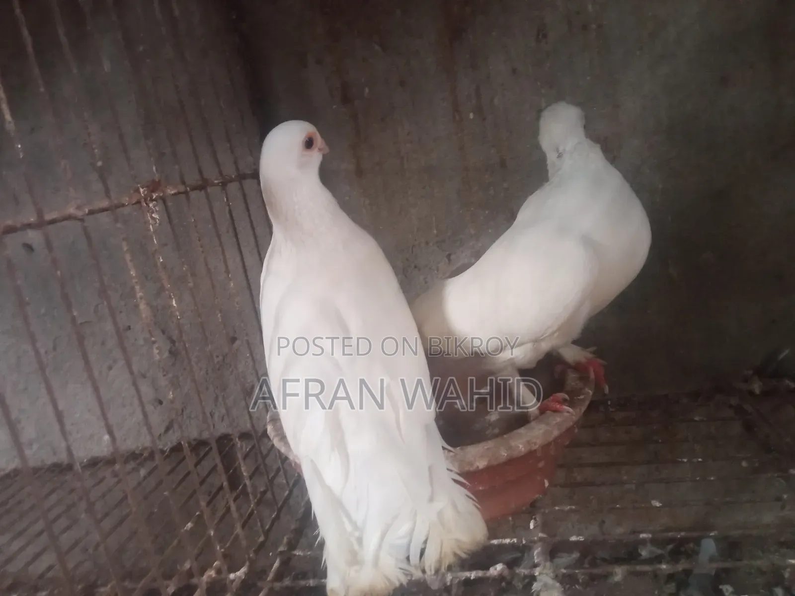 3 Pairs of Pigeons