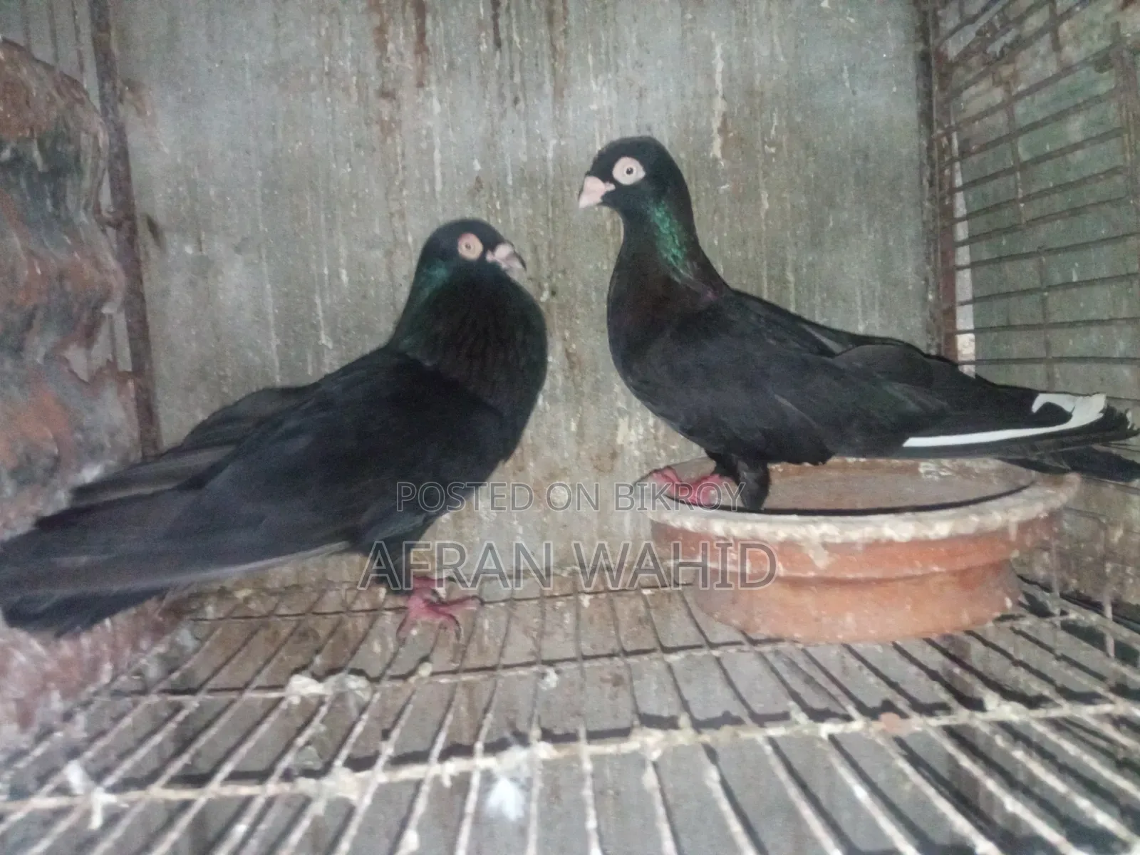 3 Pairs of Pigeons