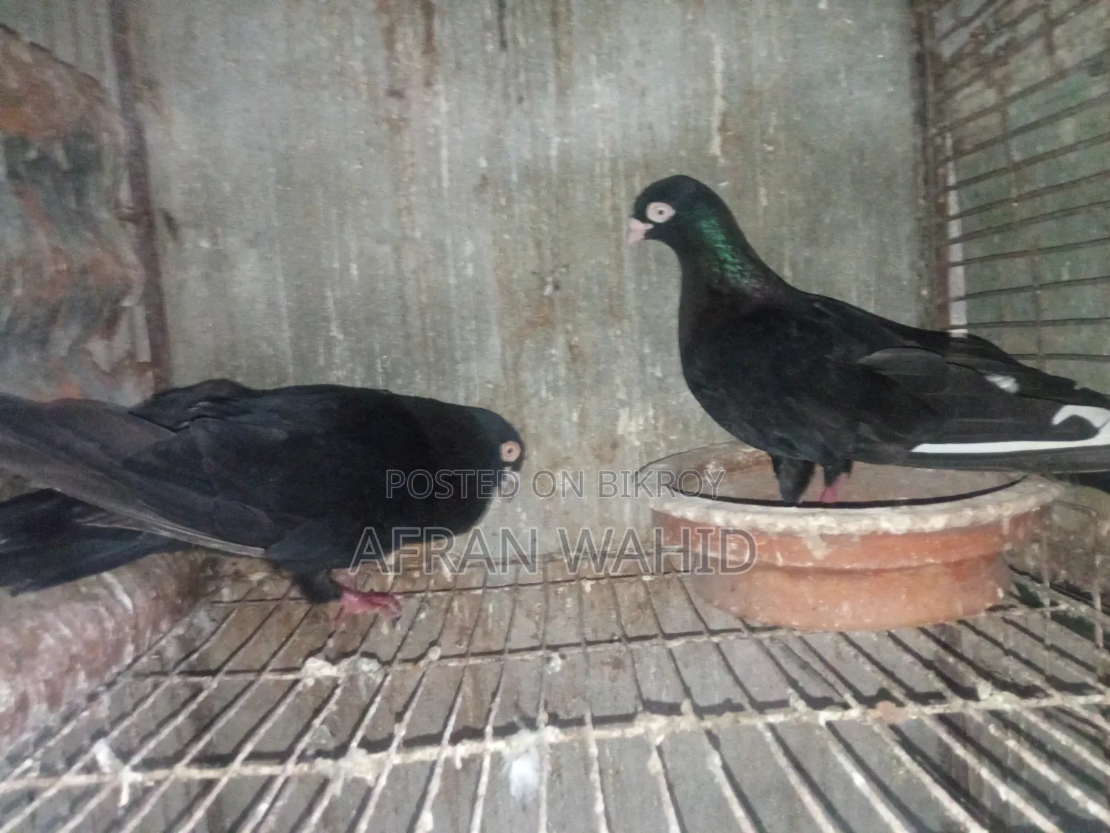 3 Pairs of Pigeons