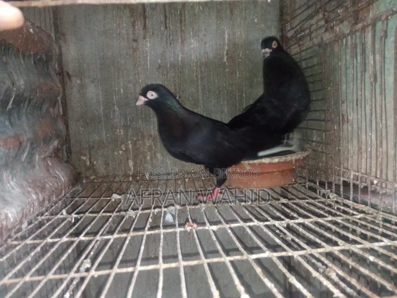 3 Pairs of Pigeons