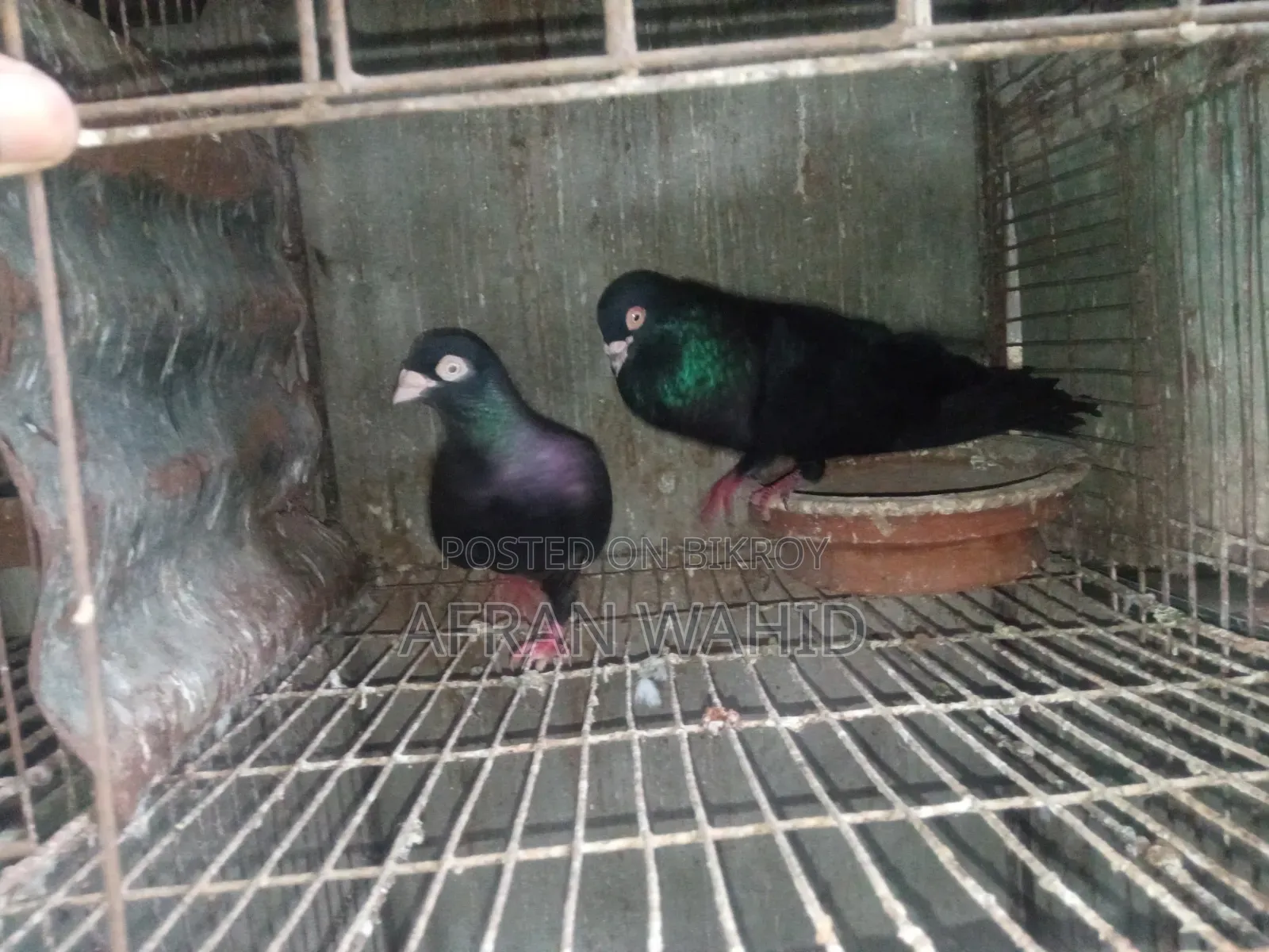 3 Pairs of Pigeons