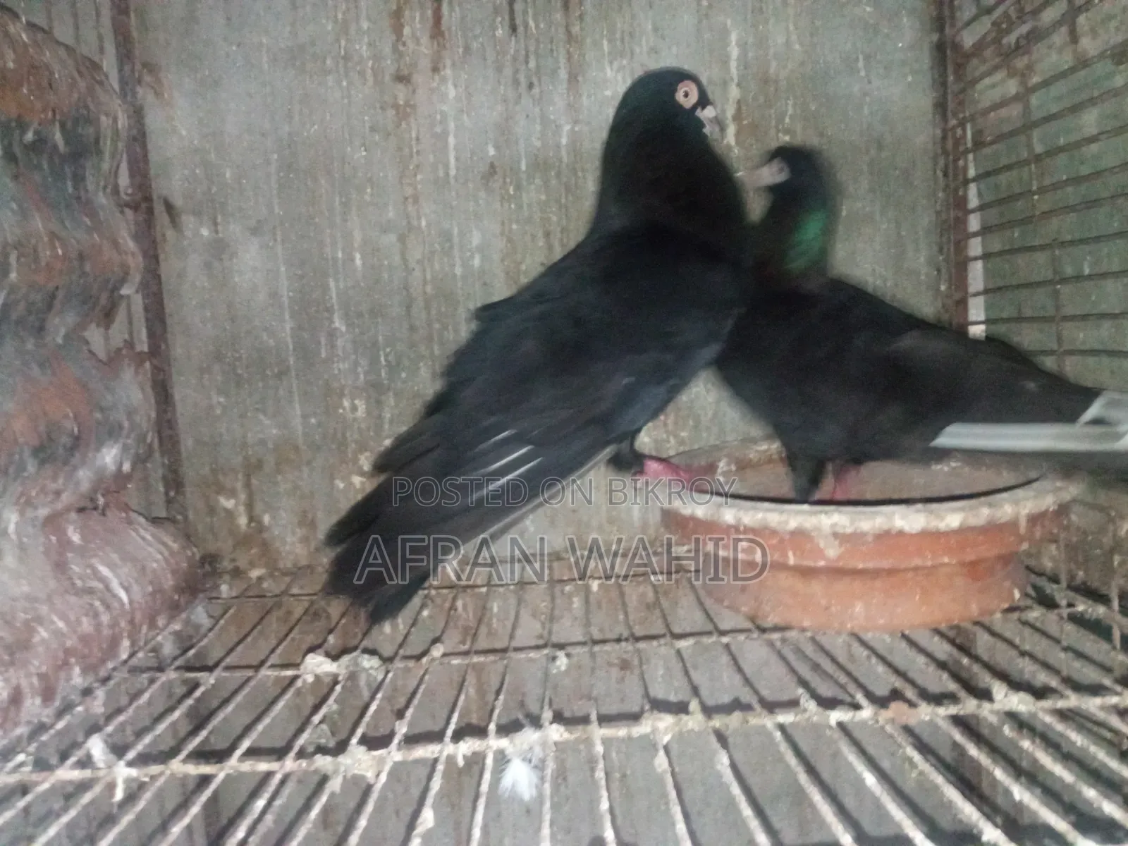 3 Pairs of Pigeons