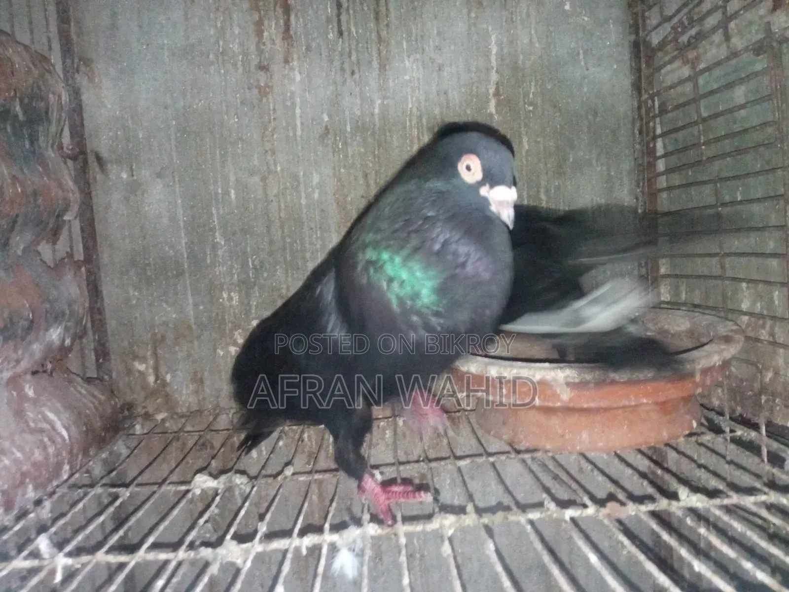 3 Pairs of Pigeons