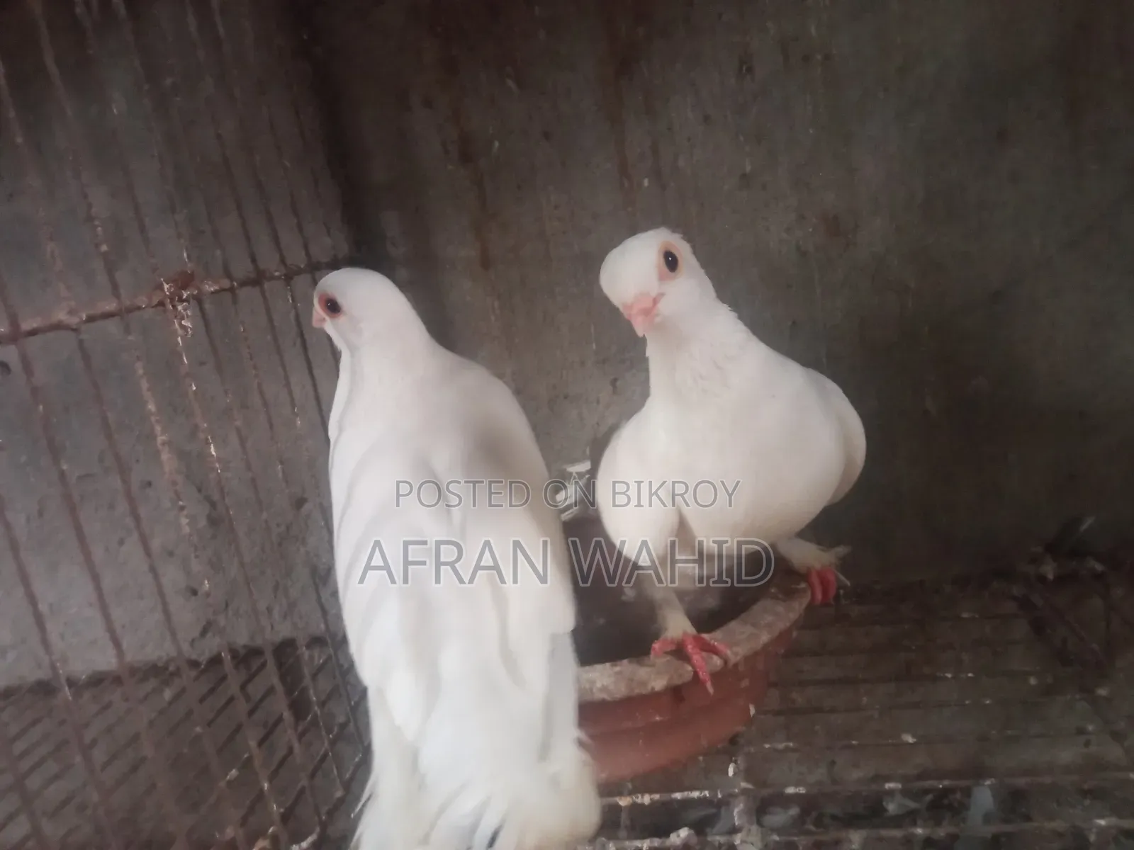 3 Pairs of Pigeons