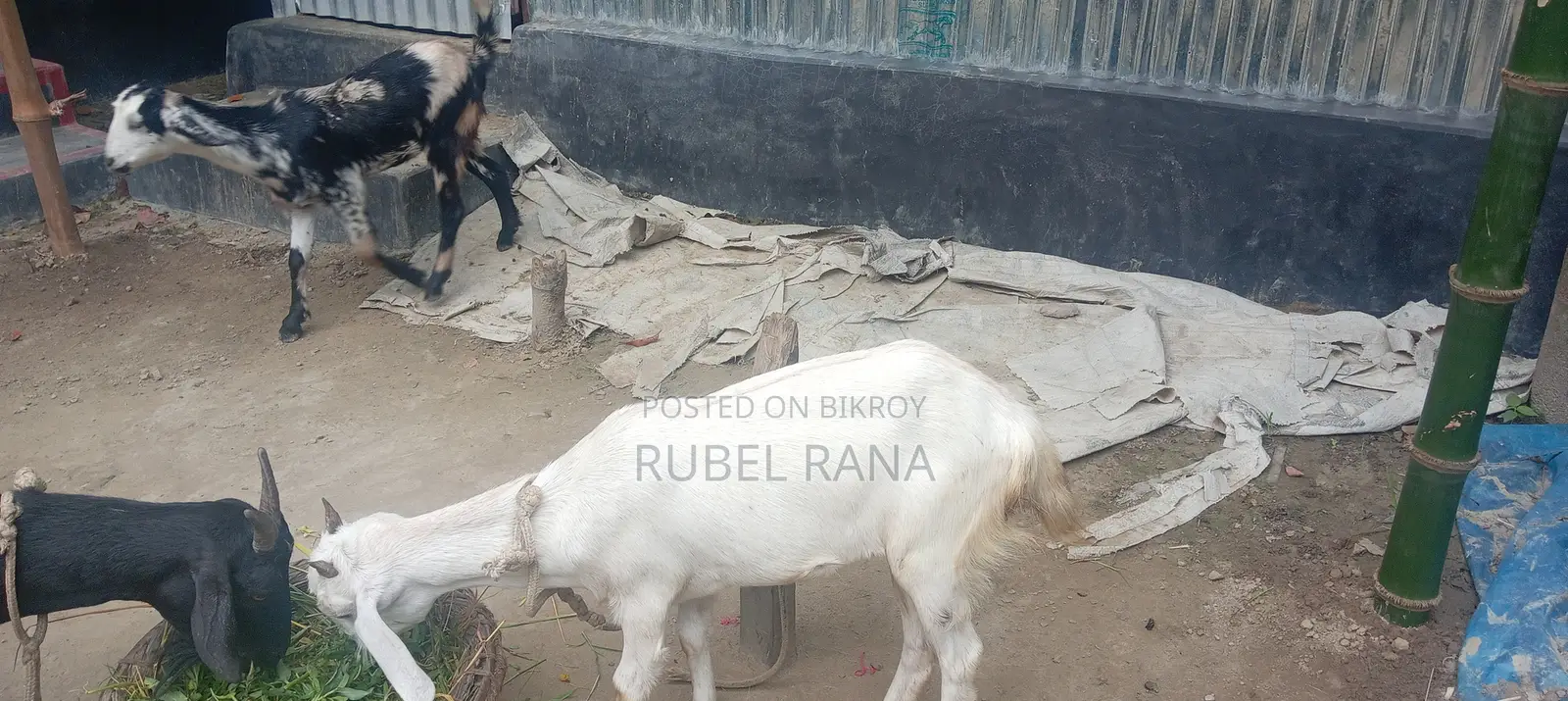 2 Improved Breed Female Goats for Sale