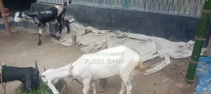 2 high-quality female goats for sale