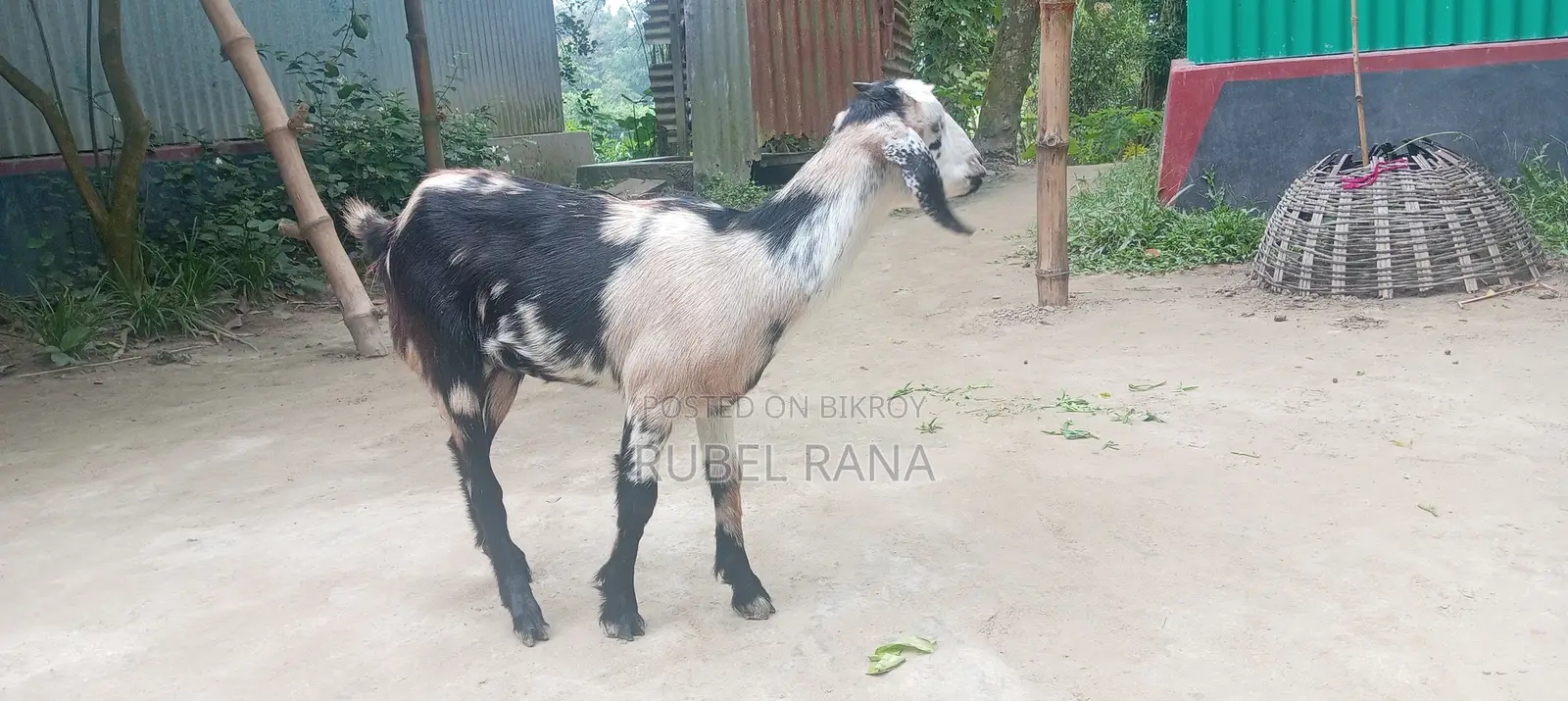 2 Improved Breed Female Goats for Sale