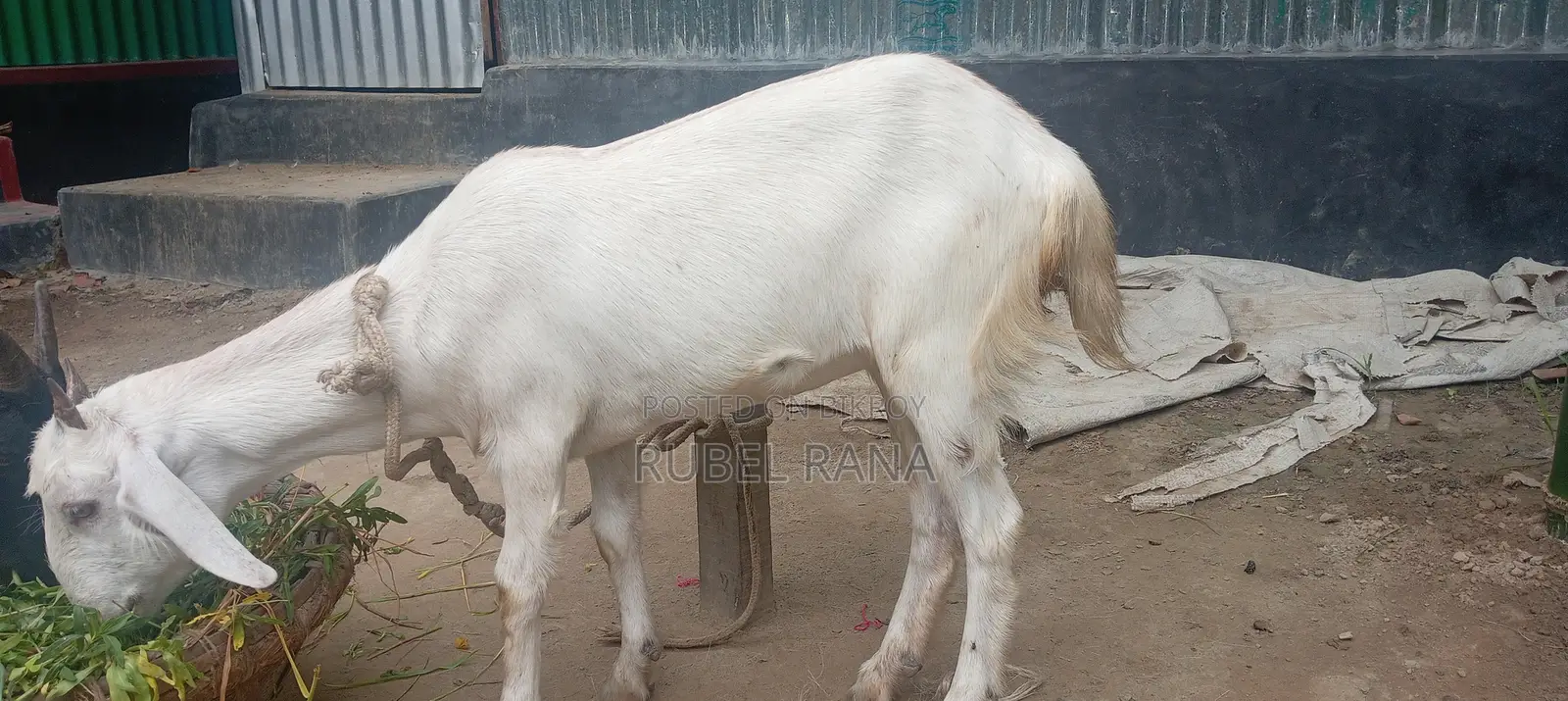 2 Improved Breed Female Goats for Sale