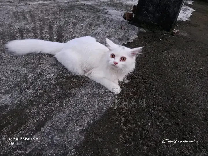 3-6 Months Male Purebred Persian