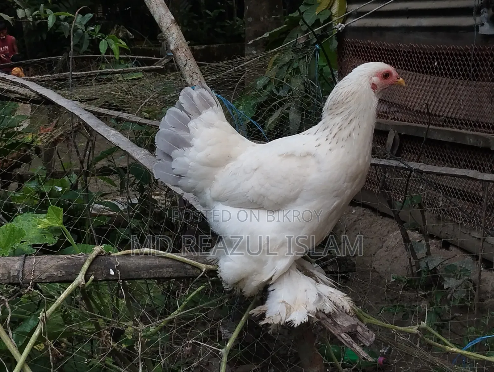 Light Brahma