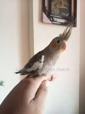 Grey Cockatiel Self-feeding Baby