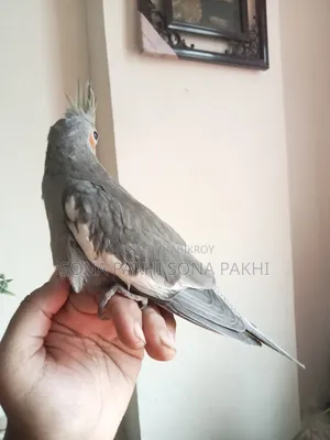 গ্রে ককাটেল সেলফফিড বেবি