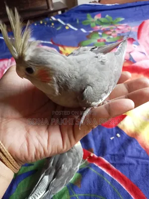 গ্রে ককাটেল সেলফফিড বেবি