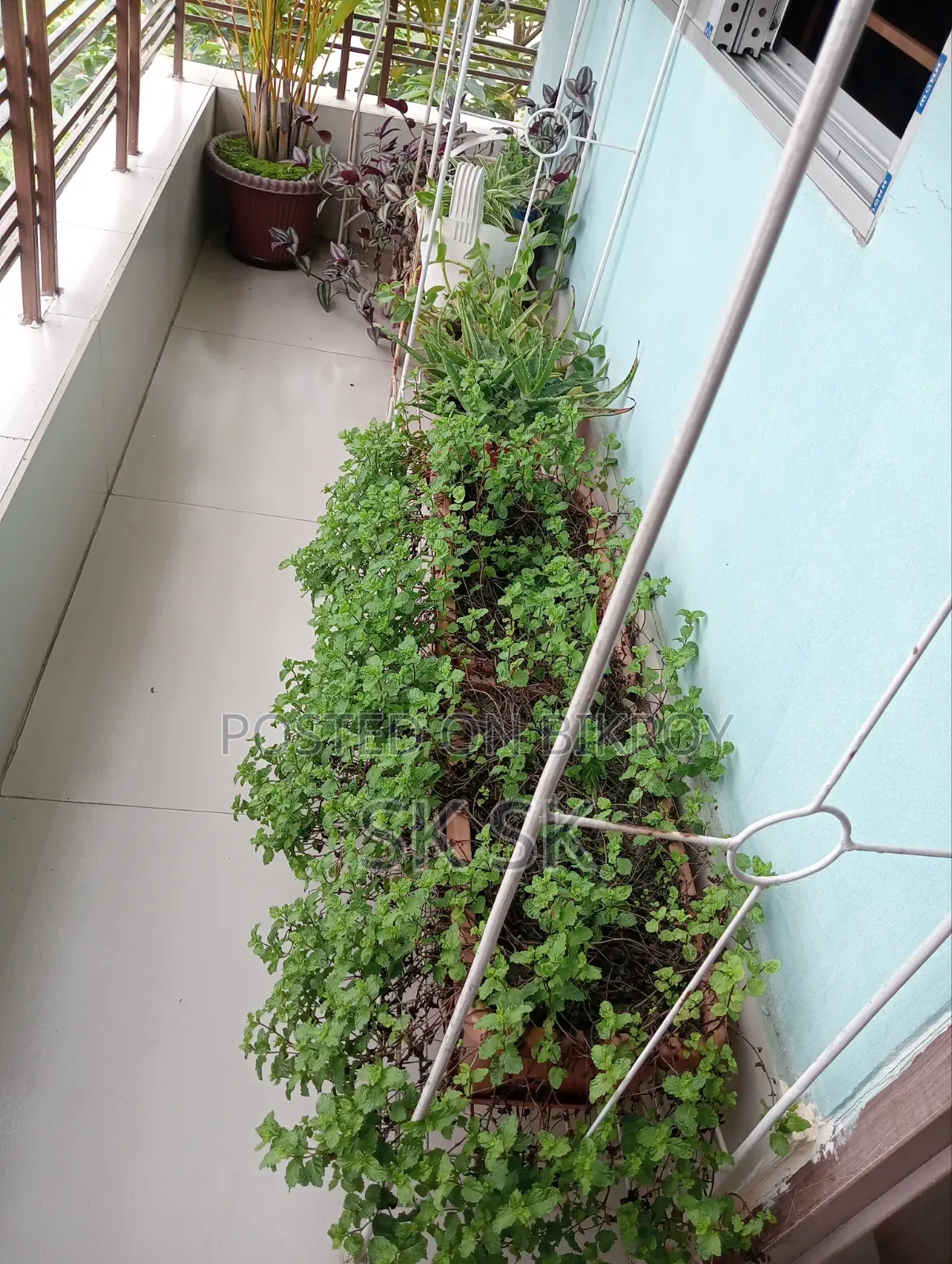 Tree+Metal Stand+Soil, বিভিন্ন ধরনের গাছ সবকিছু বিক্রি হবে সাথে ফুলসেট