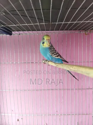Budgerigar Female Bird