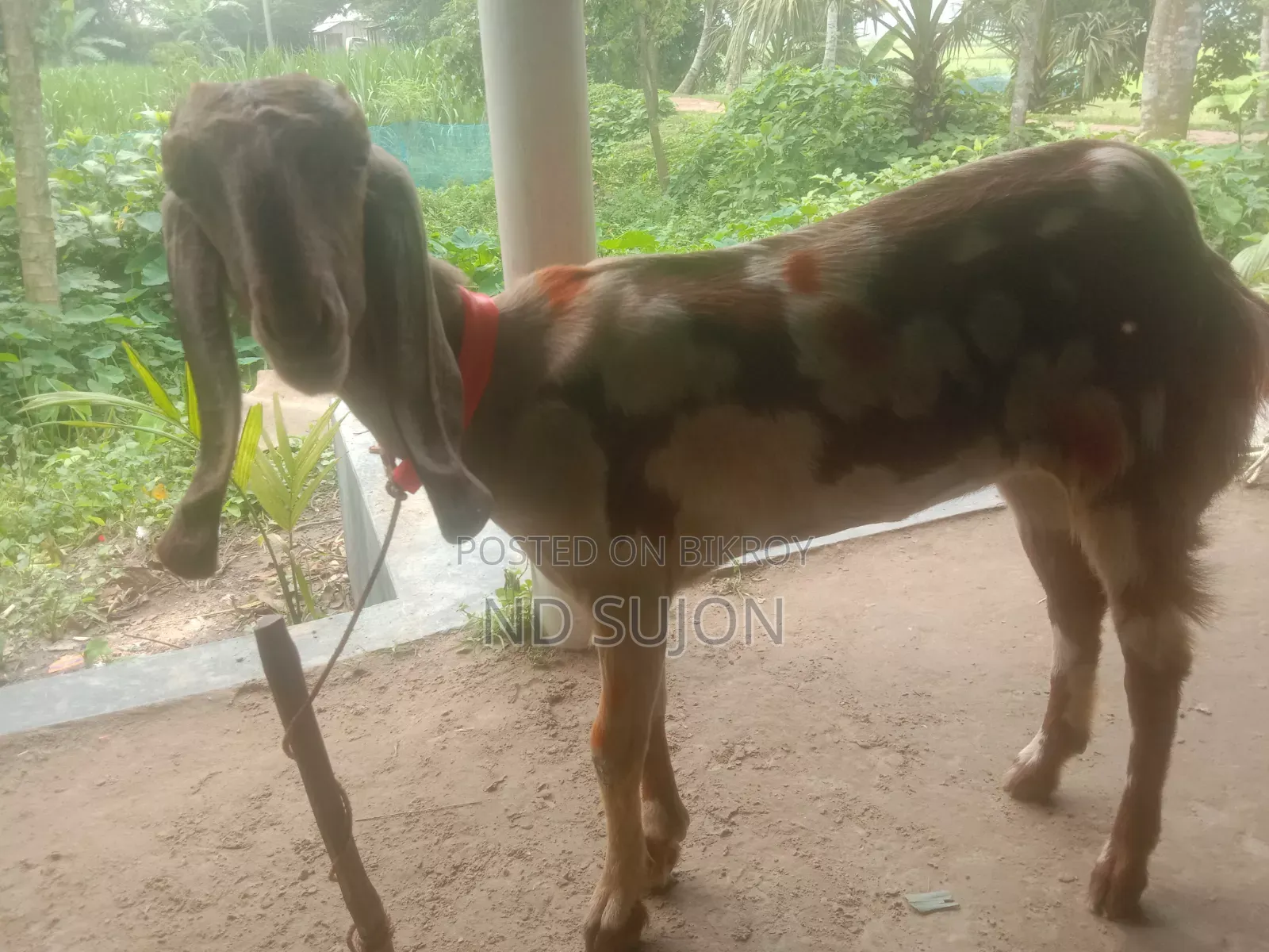 Beautiful colored goat