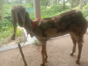 Goat with beautiful color