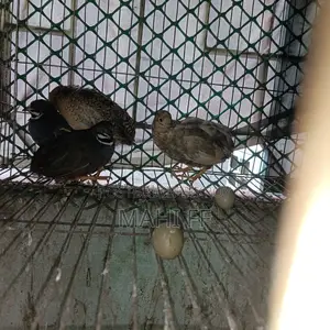 King Quail