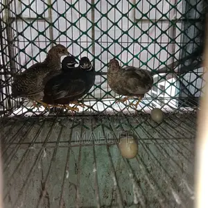 King Quail