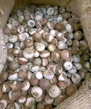 Country's number one betel nut