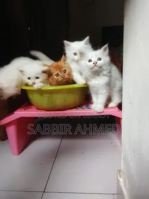 1-3 months Female Purebred Persian