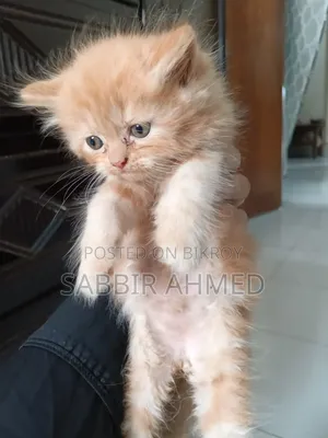 1-3 Months Female Purebred Persian