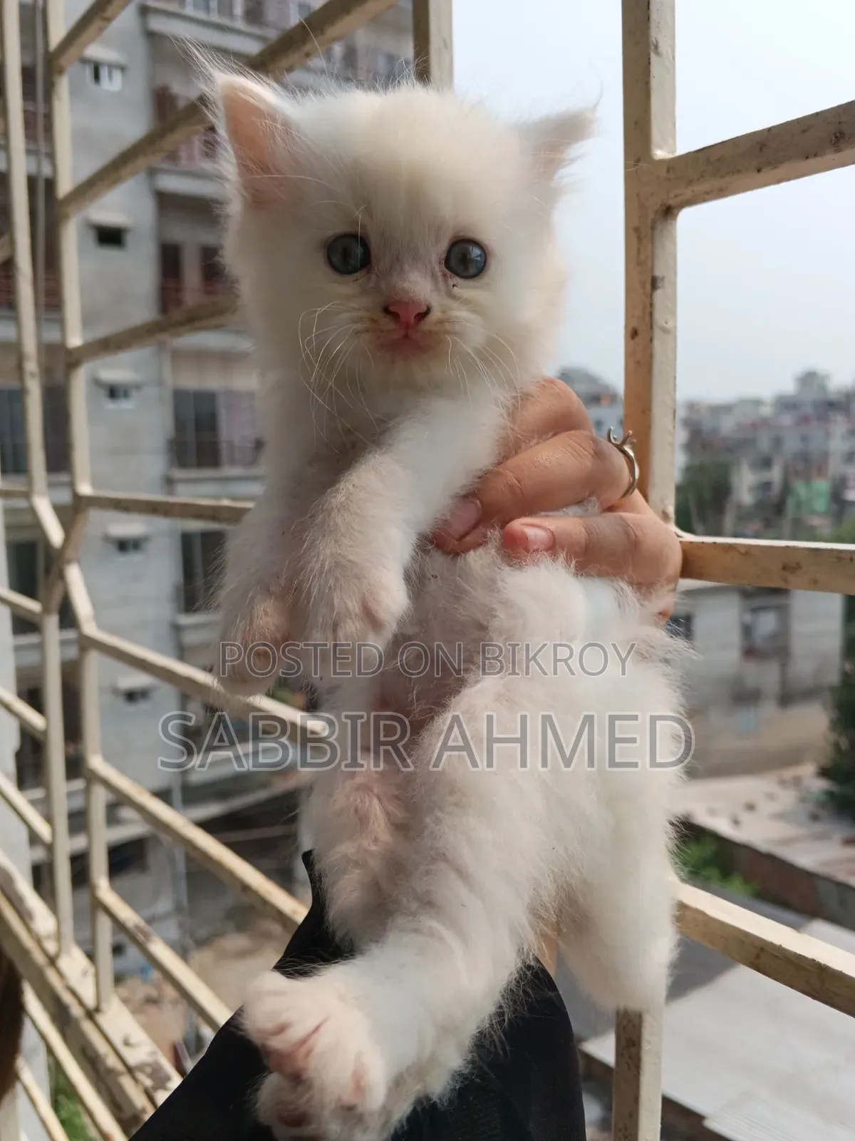 1-3 Months Female Purebred Persian