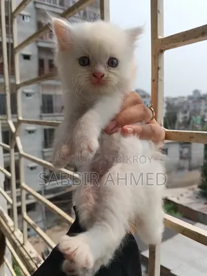 1-3 Months Female Purebred Persian