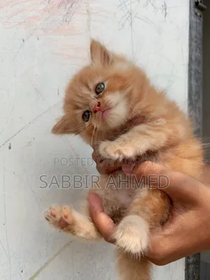 1-3 Months Female Purebred Persian