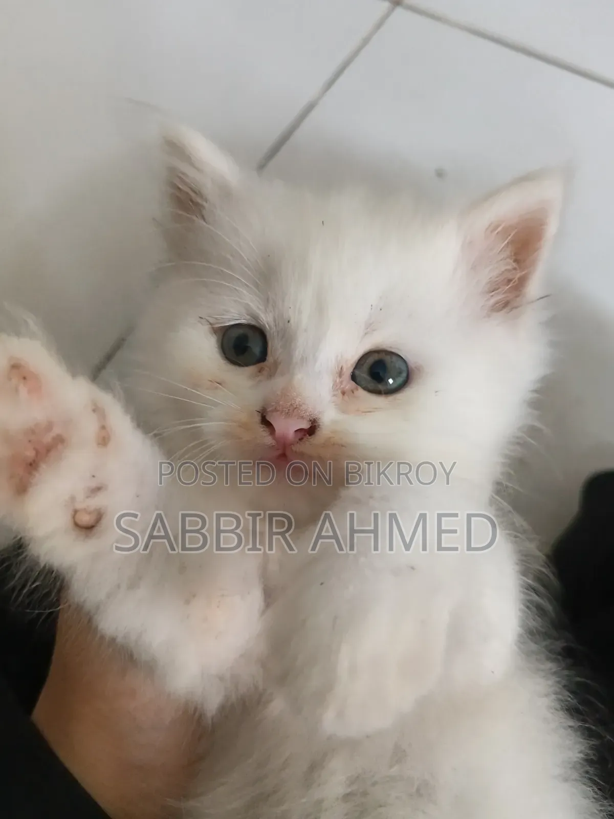 1-3 Months Female Purebred Persian