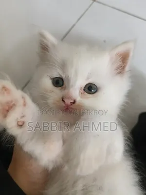 1-3 Months Female Purebred Persian