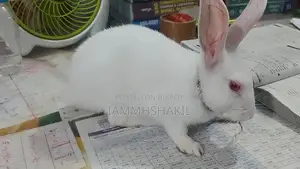 White Rabbit
