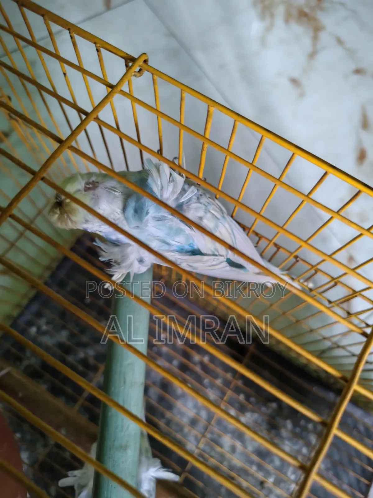 One pair of Jp Spengel for sale