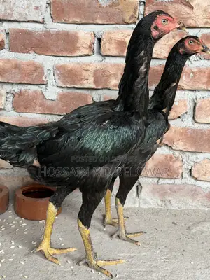 Aseel Rooster and Hen Pair