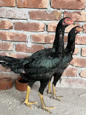Aseel Rooster and Hen Pair