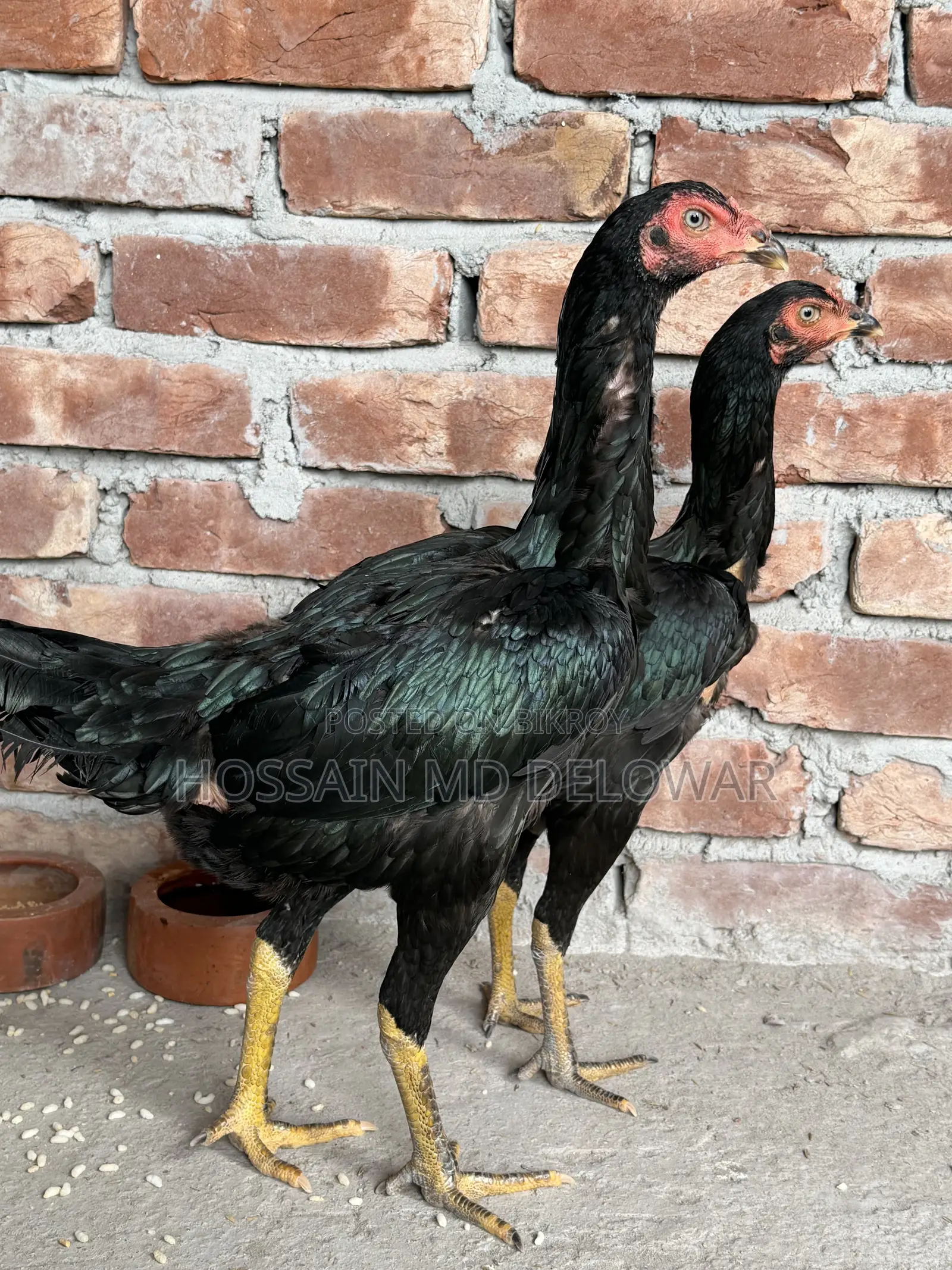 Aseel Rooster and Hen Pair