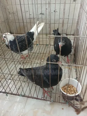 3 Pieces of Beautiful High-Quality Pigeons