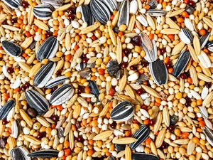 Premium Cockatiel Lovebird Seed Mix | Fresh Clean